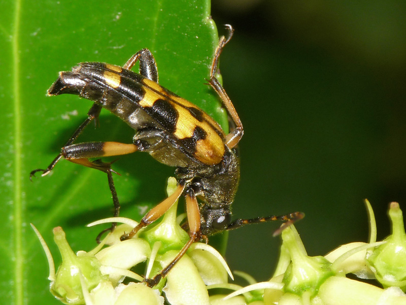 Leptura maculata, anzi Rutpela maculata